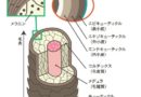 水分量が少ない「乾燥した自まつげの方」へのマツエク施術中の対処法とは？