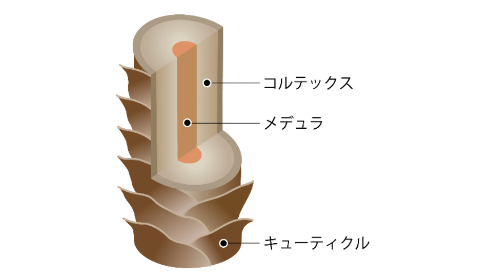 まつ毛構造 コルテックス・メデュラ・キューティクル