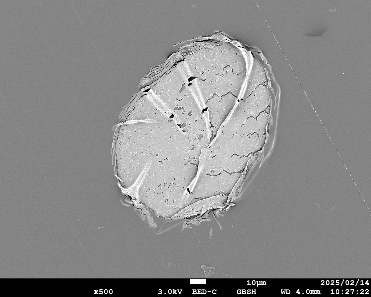 まつ毛 断面図 電子顕微鏡