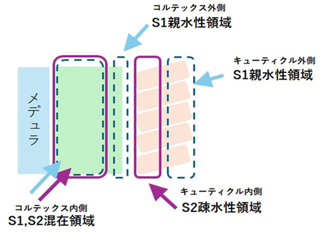 毛の断面図（親水性・疎水性領域のイメージ）